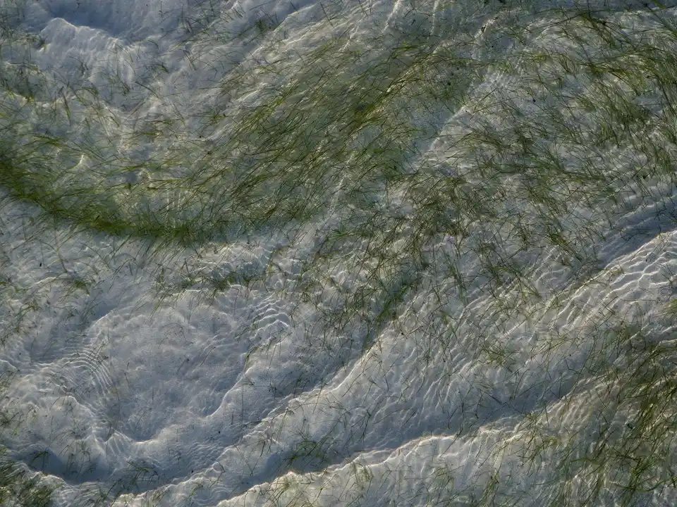 Seagrass meadow in shallow water