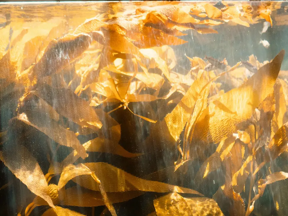 Kelp fronds under clear water