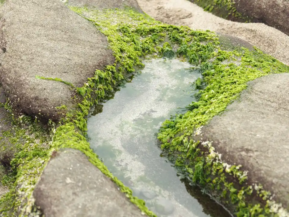 Tidal pool ringed by algae-covered rocks