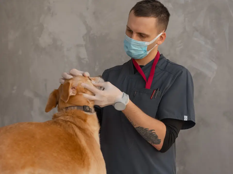 A professional veterinarian in mask examines a dog indoors during a checkup
