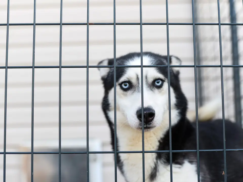 Rescue dog waiting in a kennel run for its next walk