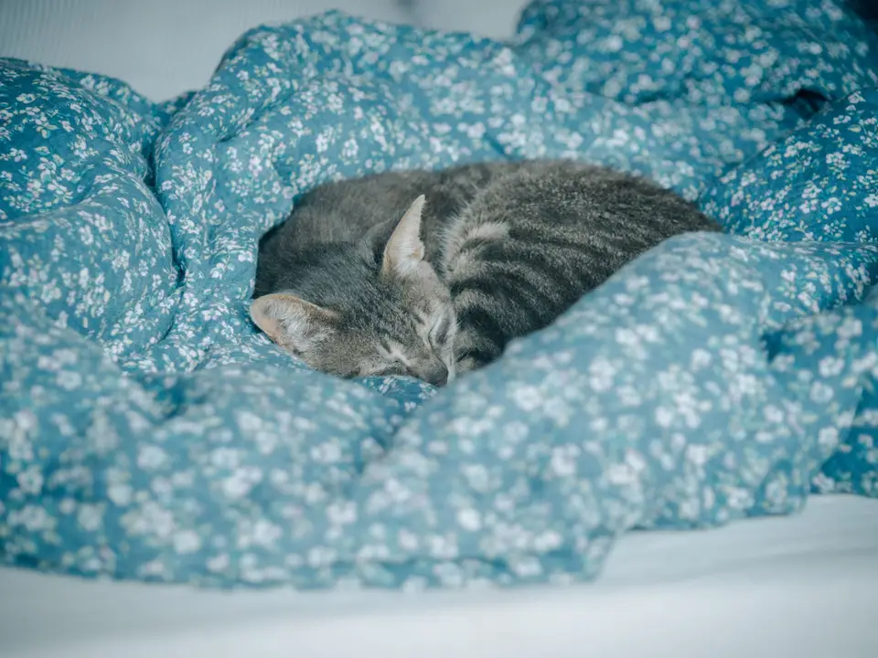 Cat resting on a soft blanket in a bright room