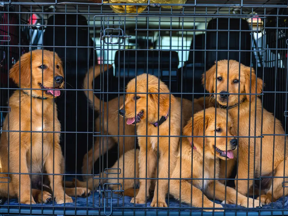 Rescue puppies riding in a travel crate in the back of a vehicle