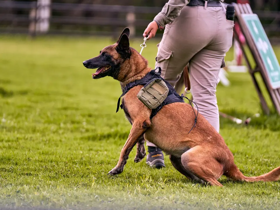 Belgian Malinois dog training outdoors with handler in grassy field