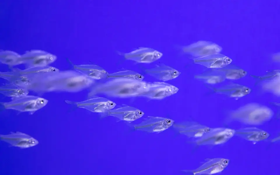 A shoal of x-ray fish swimming together in a planted tank