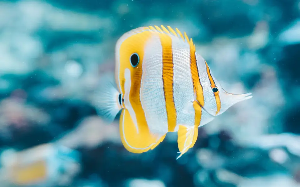A copperband butterflyfish swimming in front of coral
