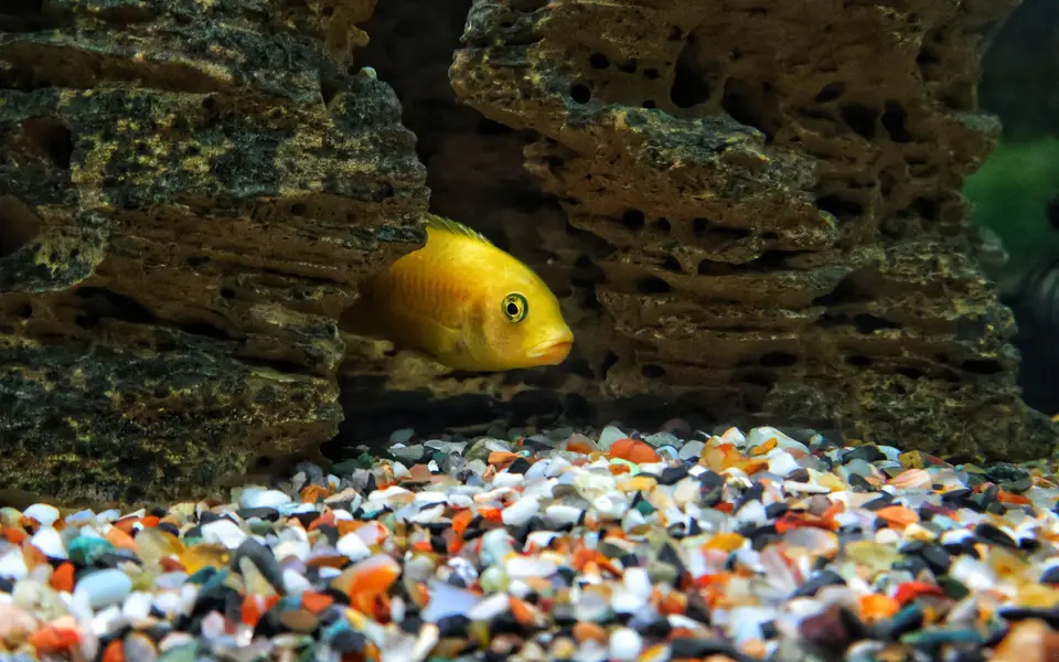 A yellow fish peeking out of a cave inside an aquarium