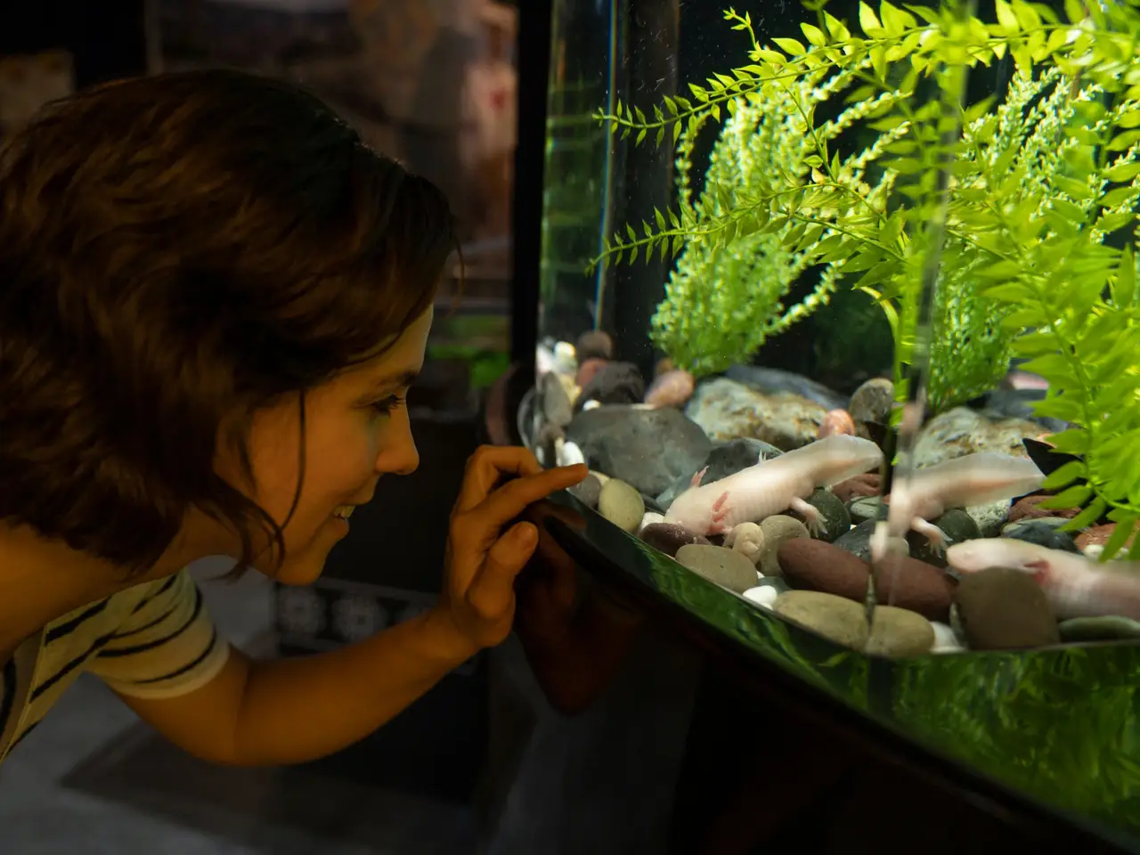 A shop assistant in a striped shirt pointing at fish in a large aquarium