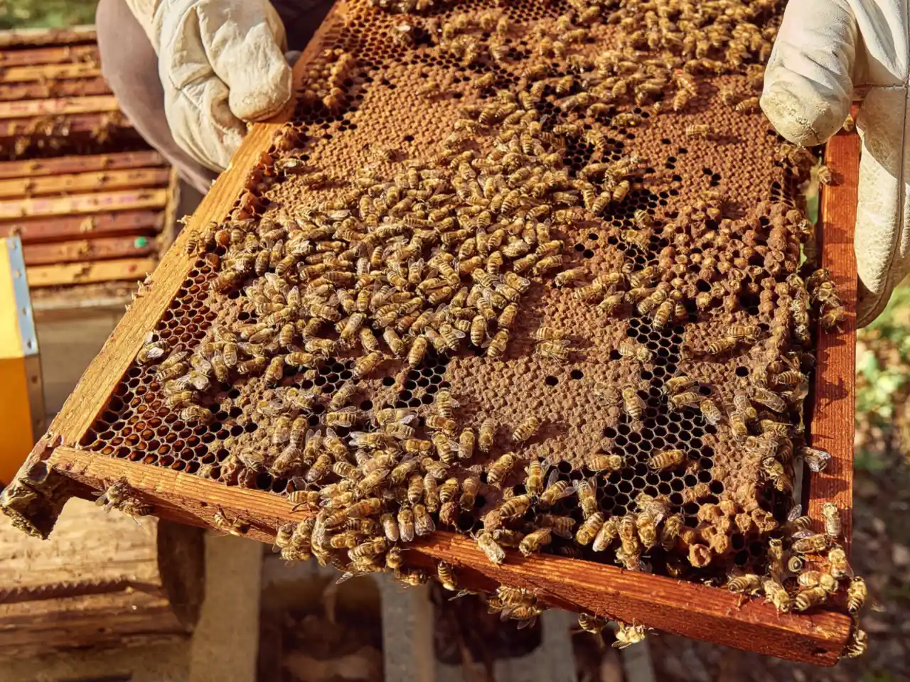 Beekeeper inspecting a frame of honeycomb in a sunny apiary