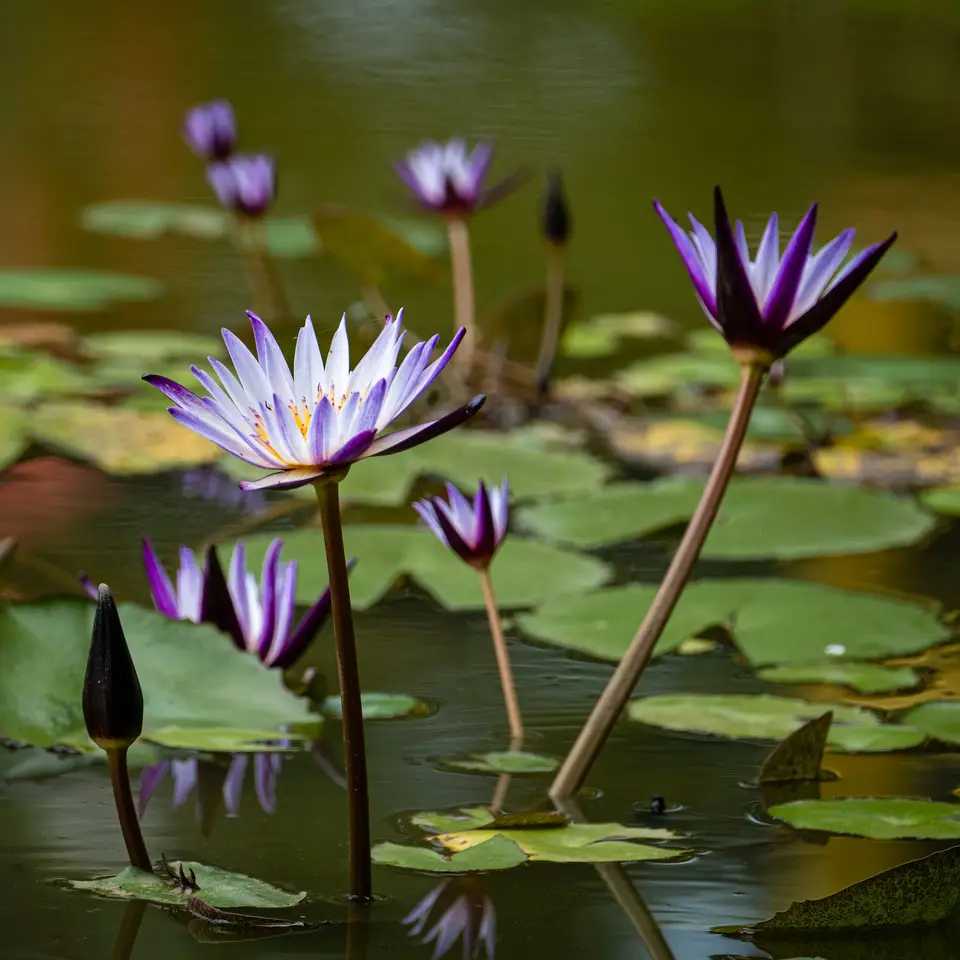 Lotus pond beside the courtyard rest area at Lotus Lantern.