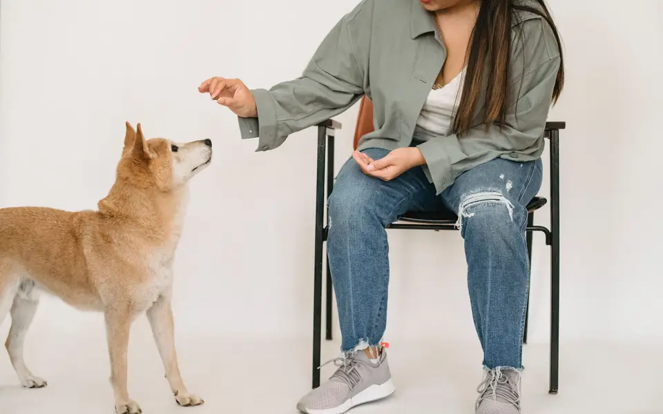 A woman in a stylish outfit rewarding a Shiba Inu during a training exercise