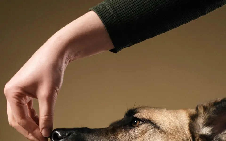 A hand held in front of a dog's snout, guiding it with a cue