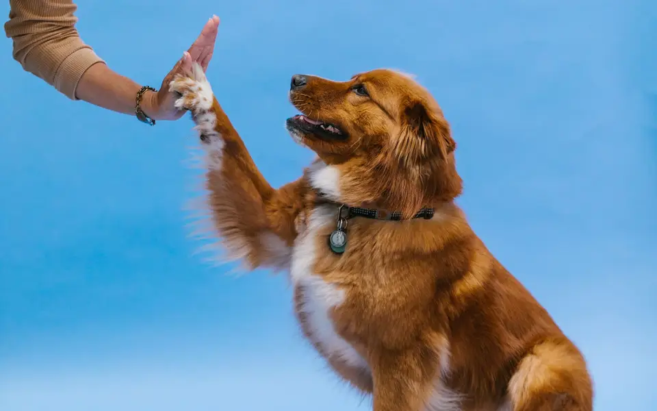 A dog raising a paw for a high five with its owner