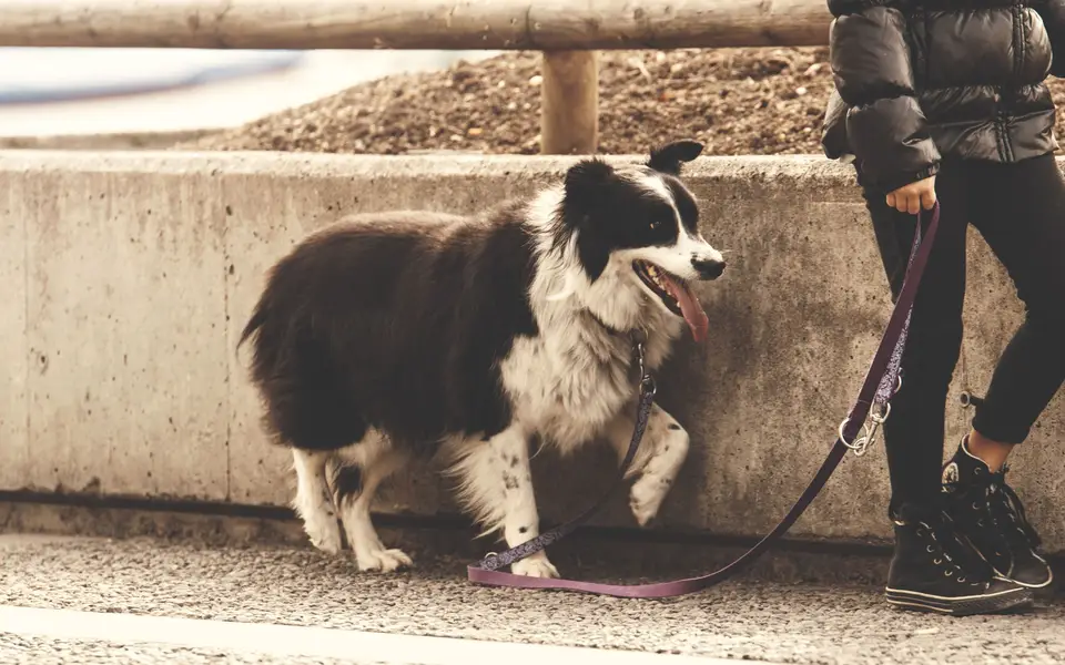 A person holding a dog's lead while standing on a concrete road
