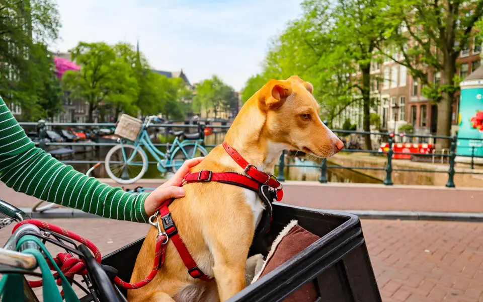 A small dog sitting in the basket in front of a bicycle