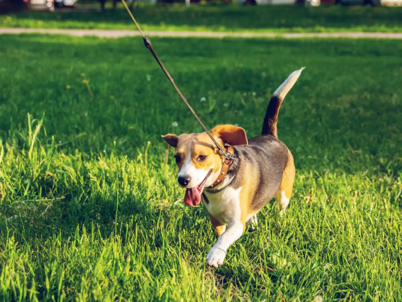 A happy brown and black beagle trotting across bright green grass