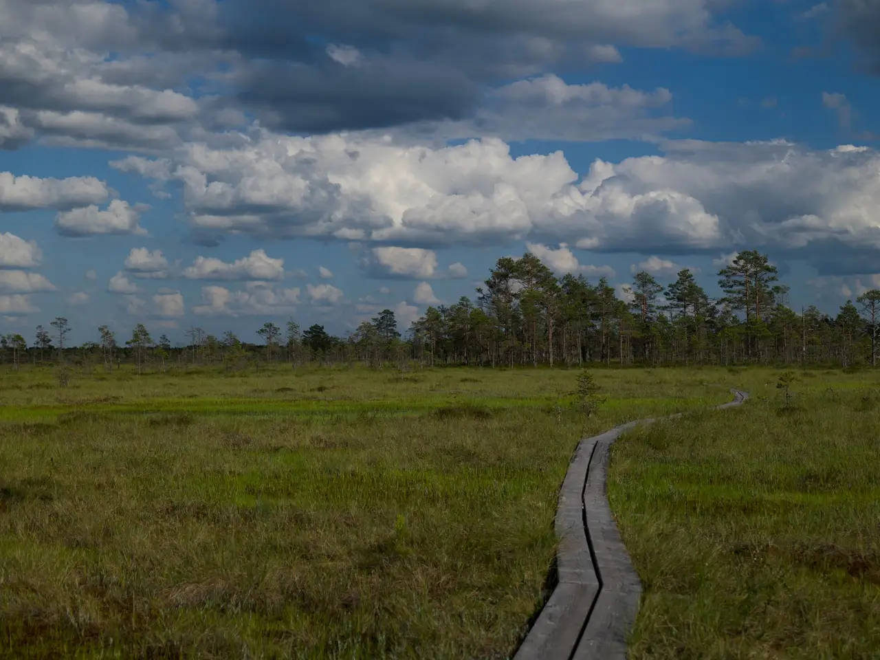 Wetland area with grasses and calm water
