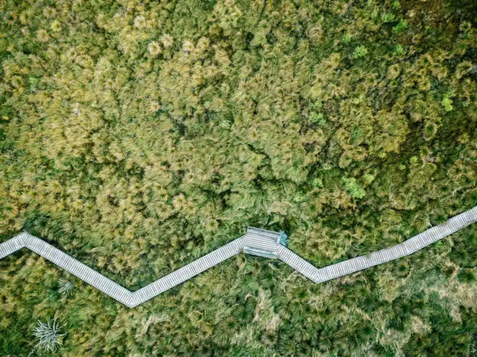 Zigzagging boardwalk crossing a lush green wetland