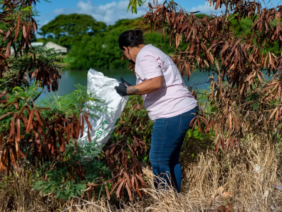 Volunteer pulling overgrown invasive plants into bags by a waterway