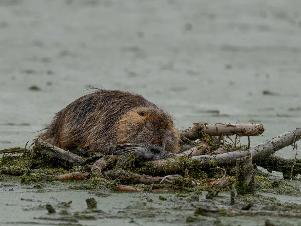 Beaver hauling branches to repair its dam