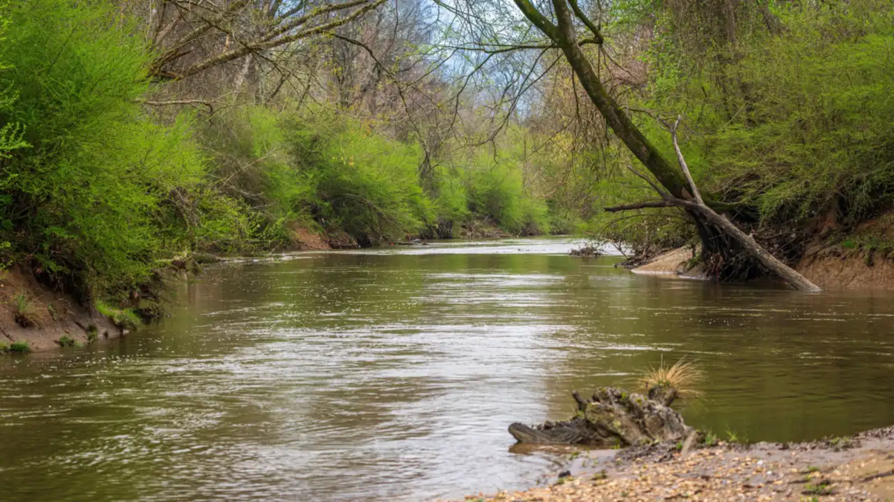 Tree-lined creek bank along a restored tributary