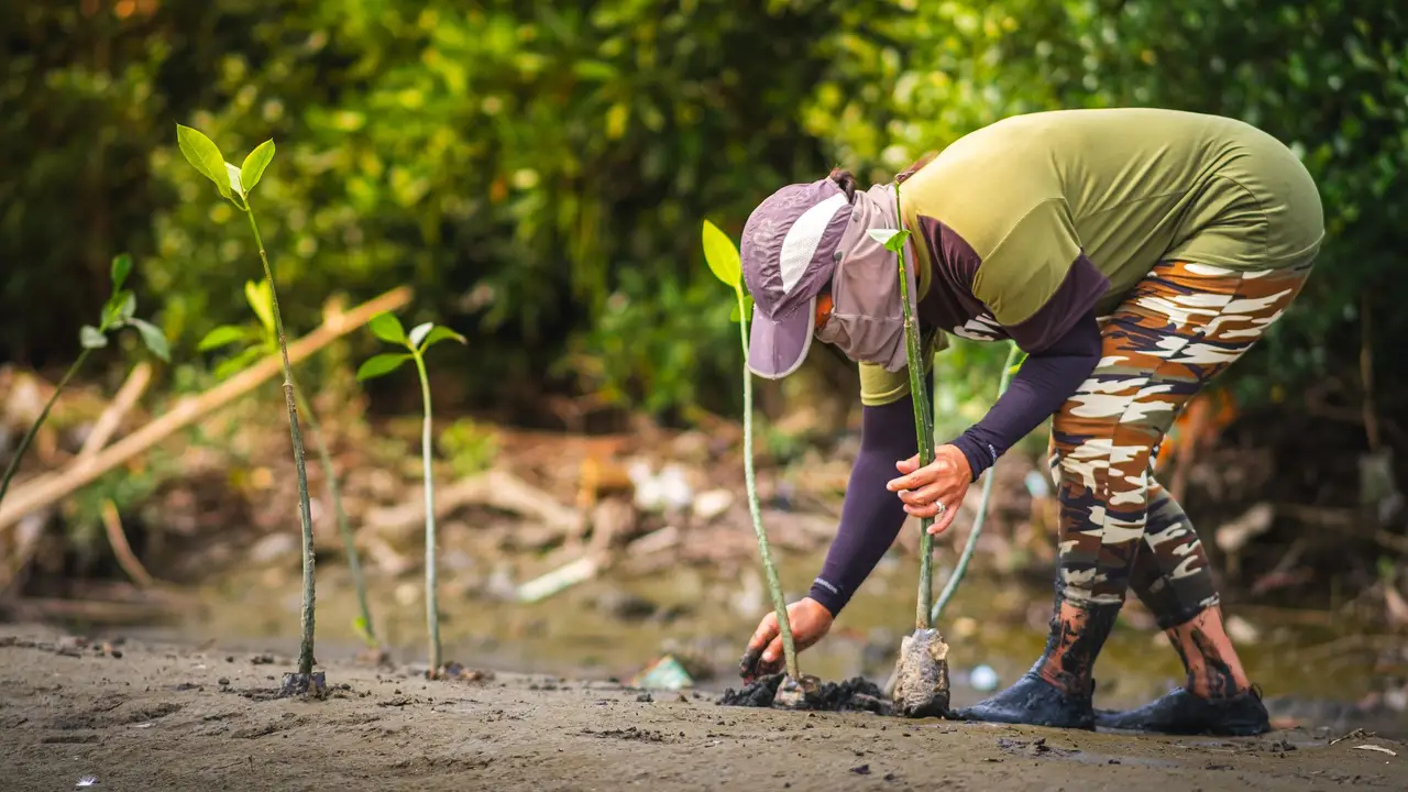 Volunteer planting a native sapling in fresh soil