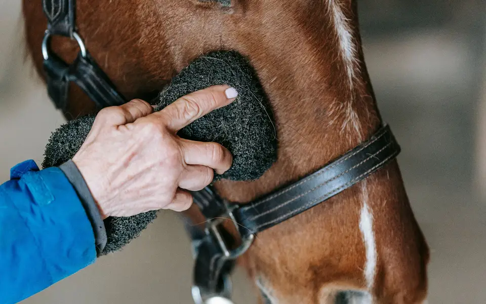 A close-up of a horse being scrubbed with a brush