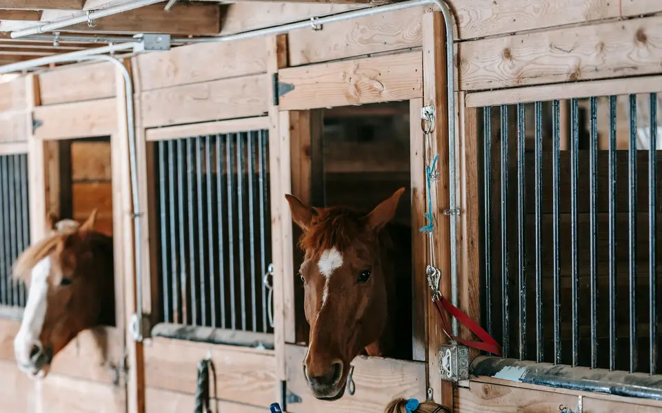 A woman working in a tidy timber stable