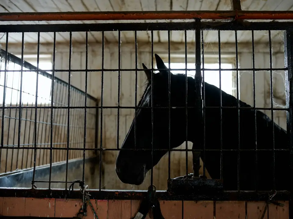 A black horse resting in a stable behind a fence