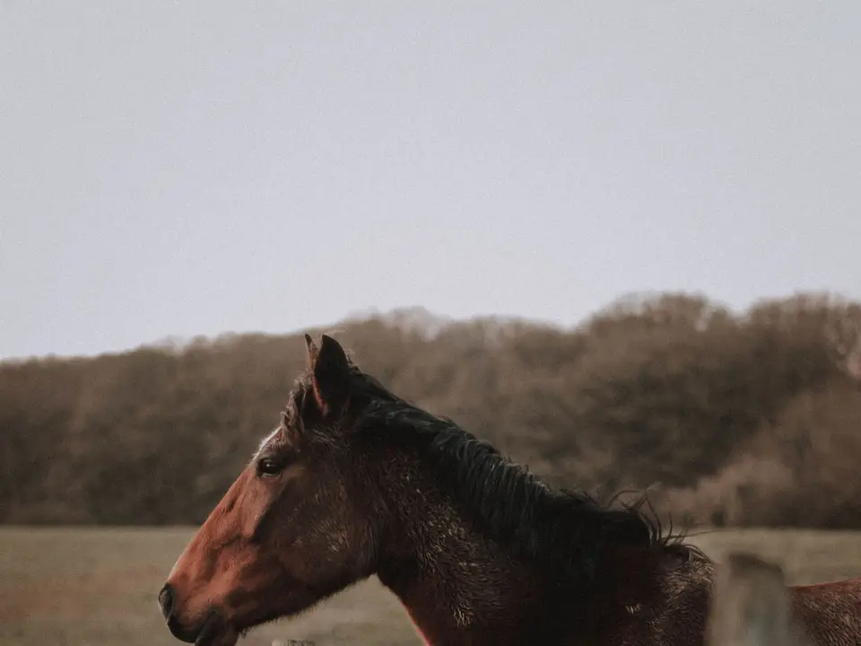 A calm chestnut horse standing in a ranch pasture