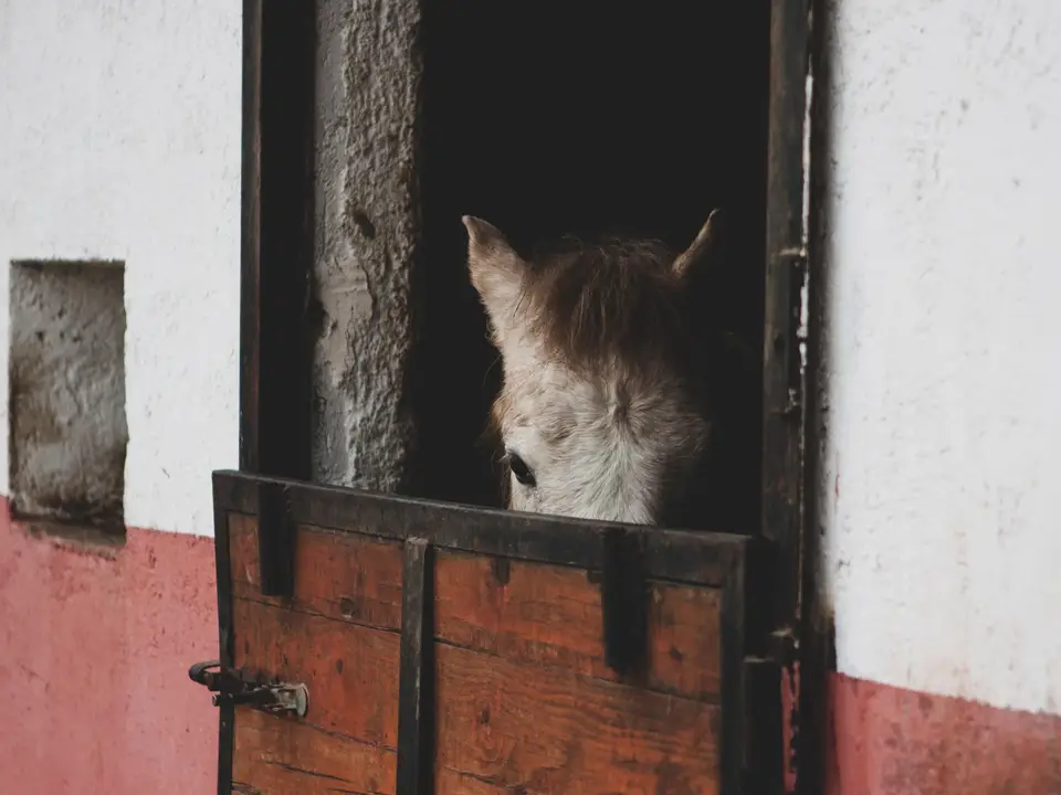 A horse inside a stable