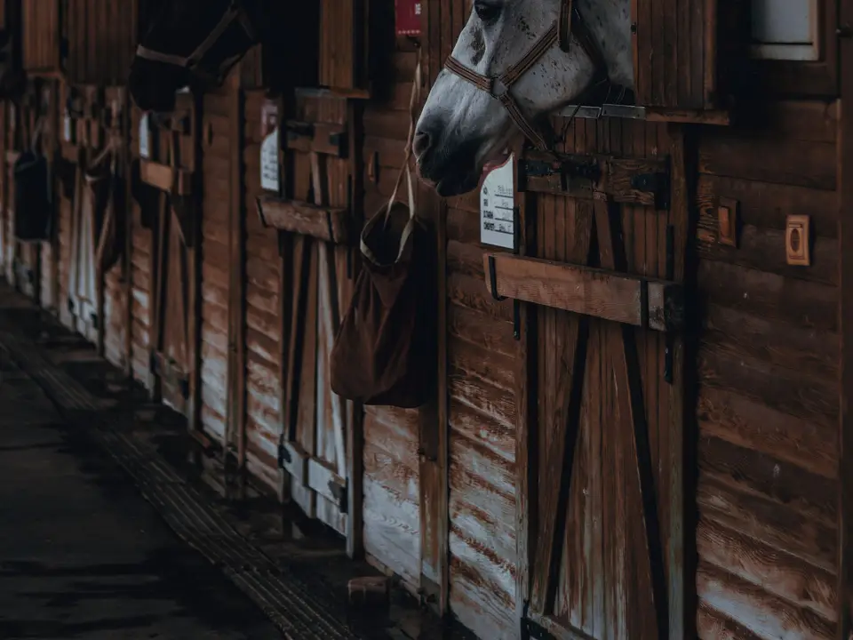 Several horses in their stables