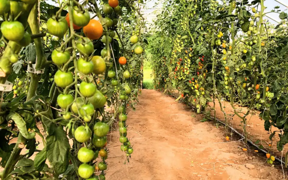 Wide view inside a tomato greenhouse with tall plants