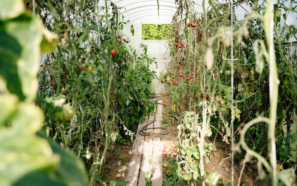 Workers harvesting tomatoes inside a bright greenhouse