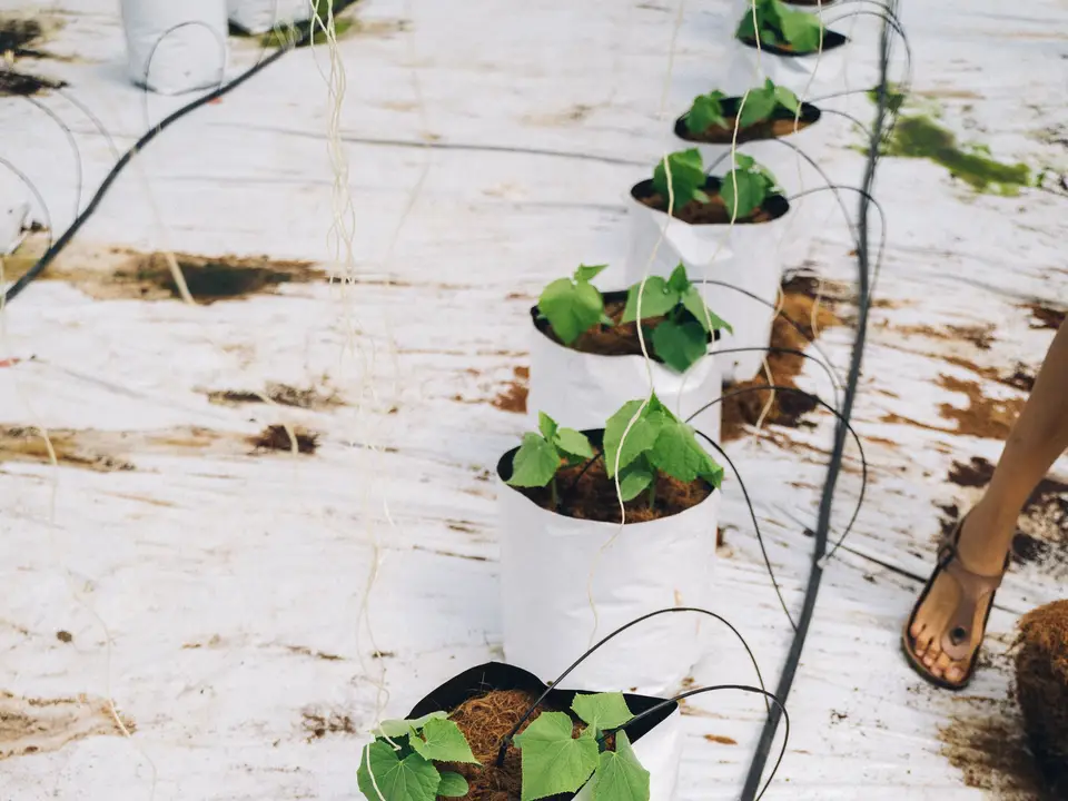 Irrigation lines and misting equipment in a greenhouse