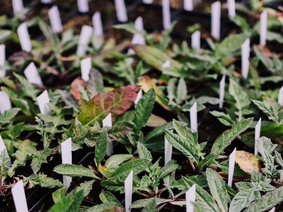 Interior of a greenhouse with rows of seedlings on benches