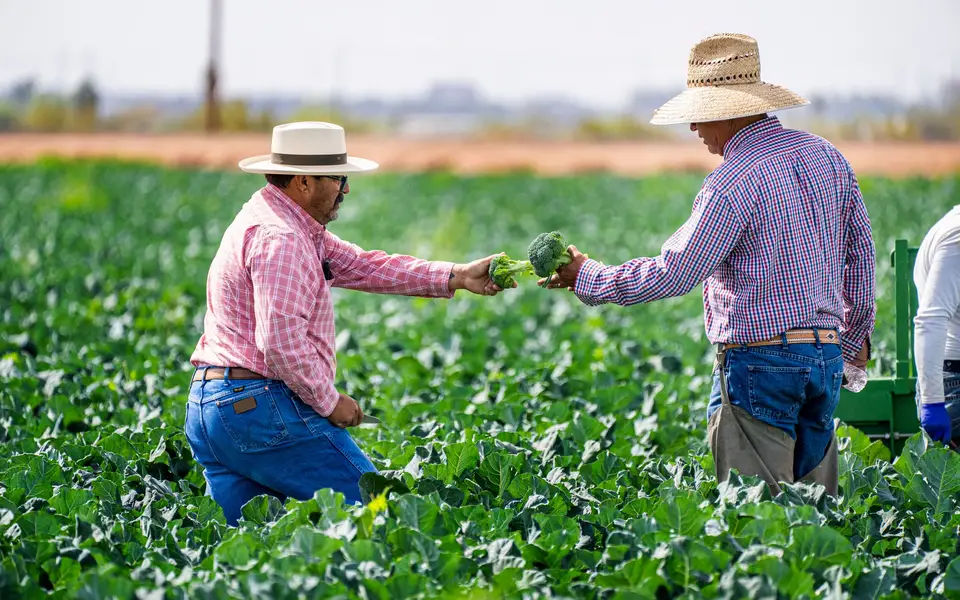 Two farmers in hats examine broccoli in a lush green field