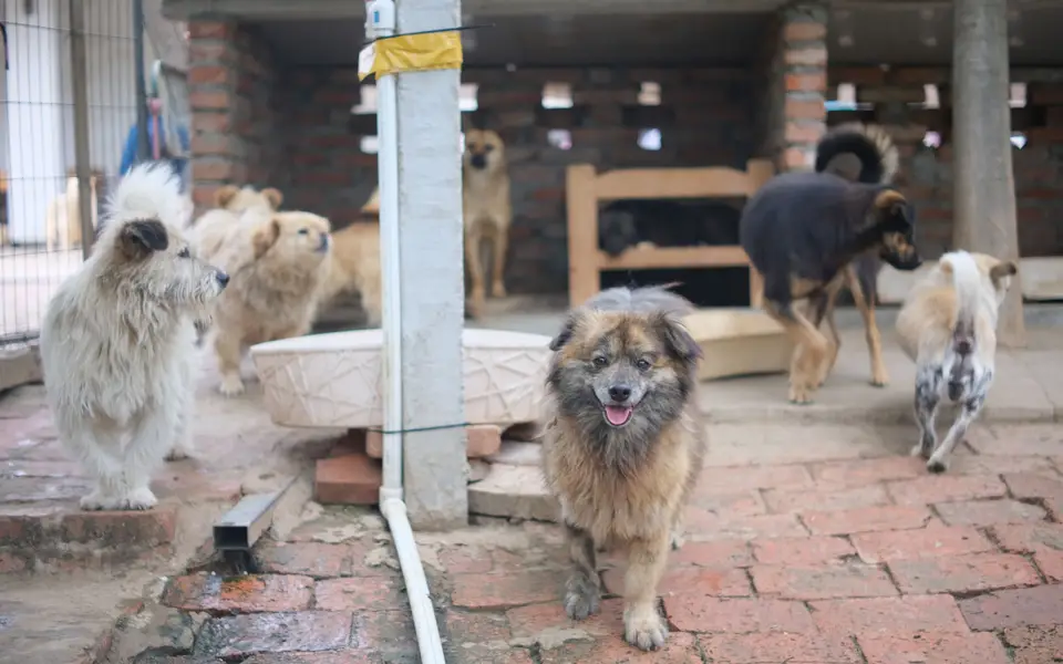 Dogs resting together in a clean animal shelter kennel