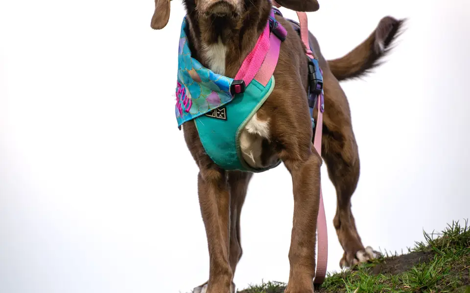 A rescued dog walking along a footpath on a lead