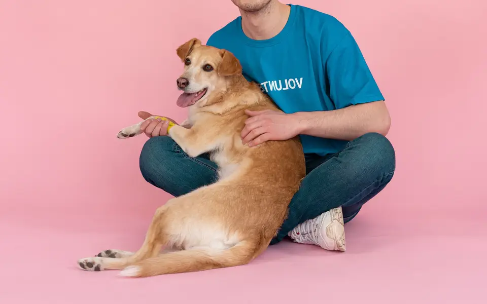 A man in a blue shirt sitting beside a calm brown dog