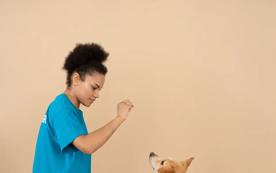 A woman in a blue shirt playing with a short-coated brown dog