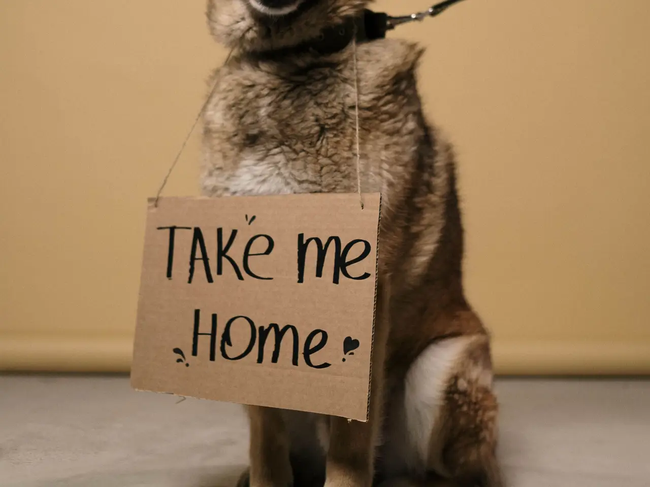 A homeless dog sitting beside a handwritten cardboard sign asking for a home