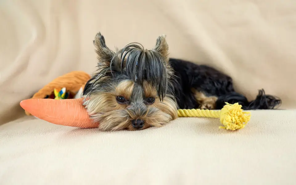 A small terrier lying on a blanket beside colourful rope toys