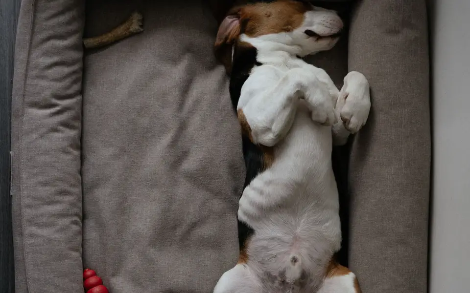 A beagle lying on its back in a cushioned dog bed