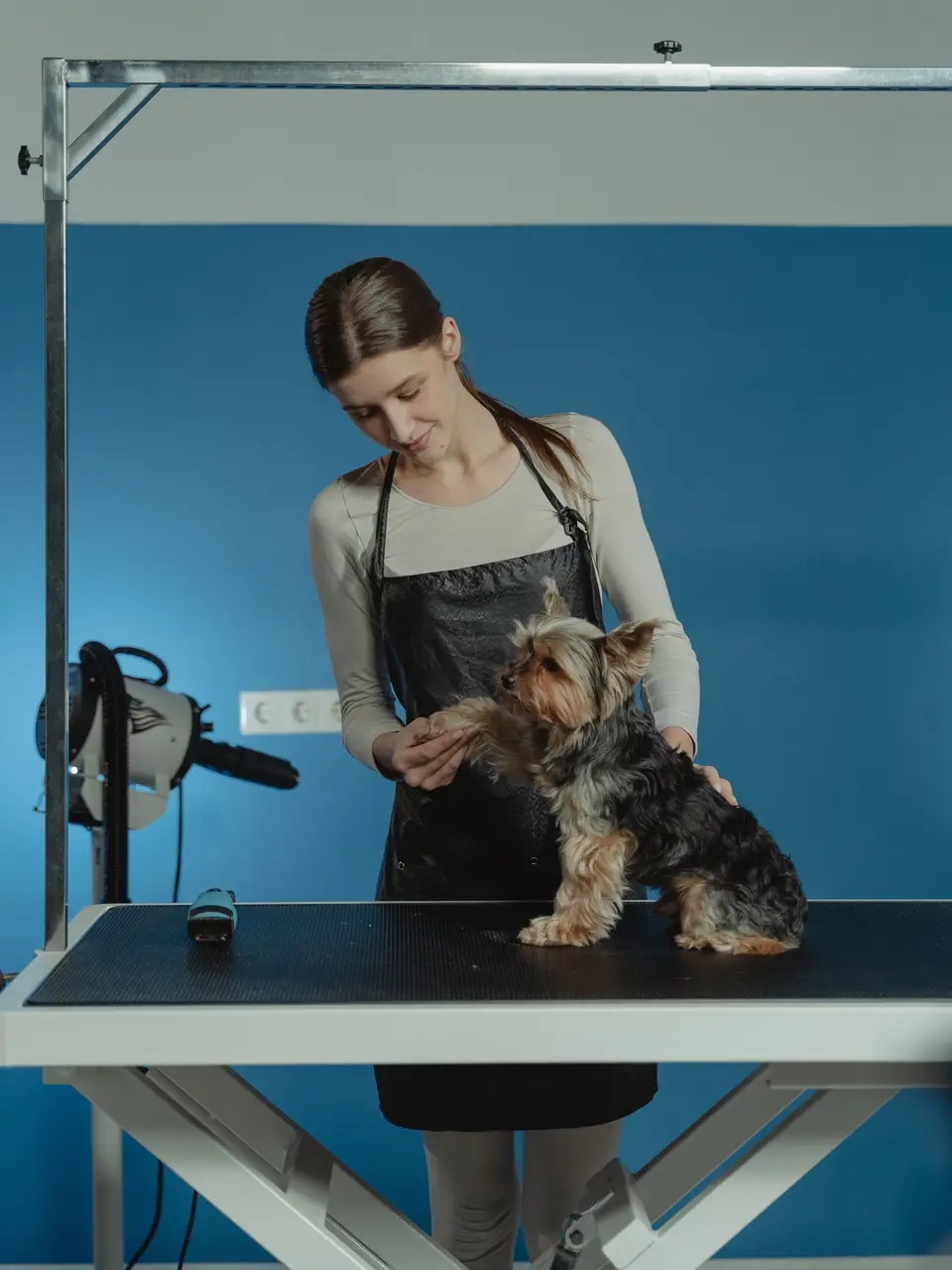 Groomer brushing a small dog on a grooming table
