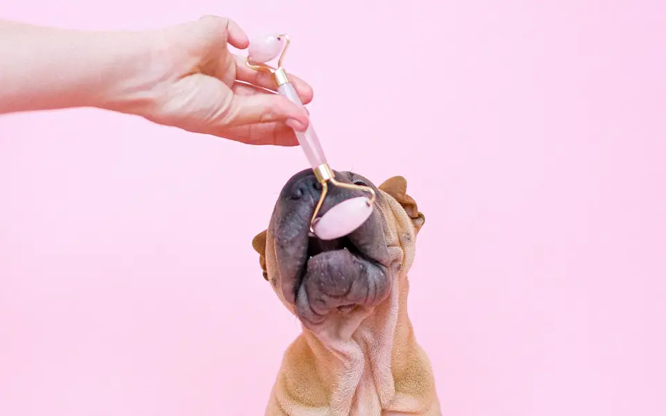 A hand rolling a jade facial roller across a dog's forehead against a pink wall