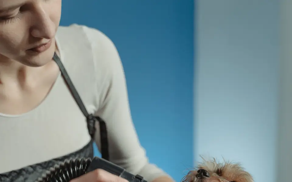 A groomer drying a wet terrier with a handheld dryer
