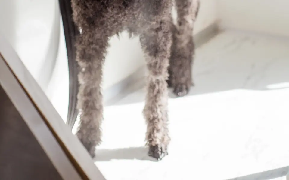 A groomer blow-drying a large curly poodle on a grooming table