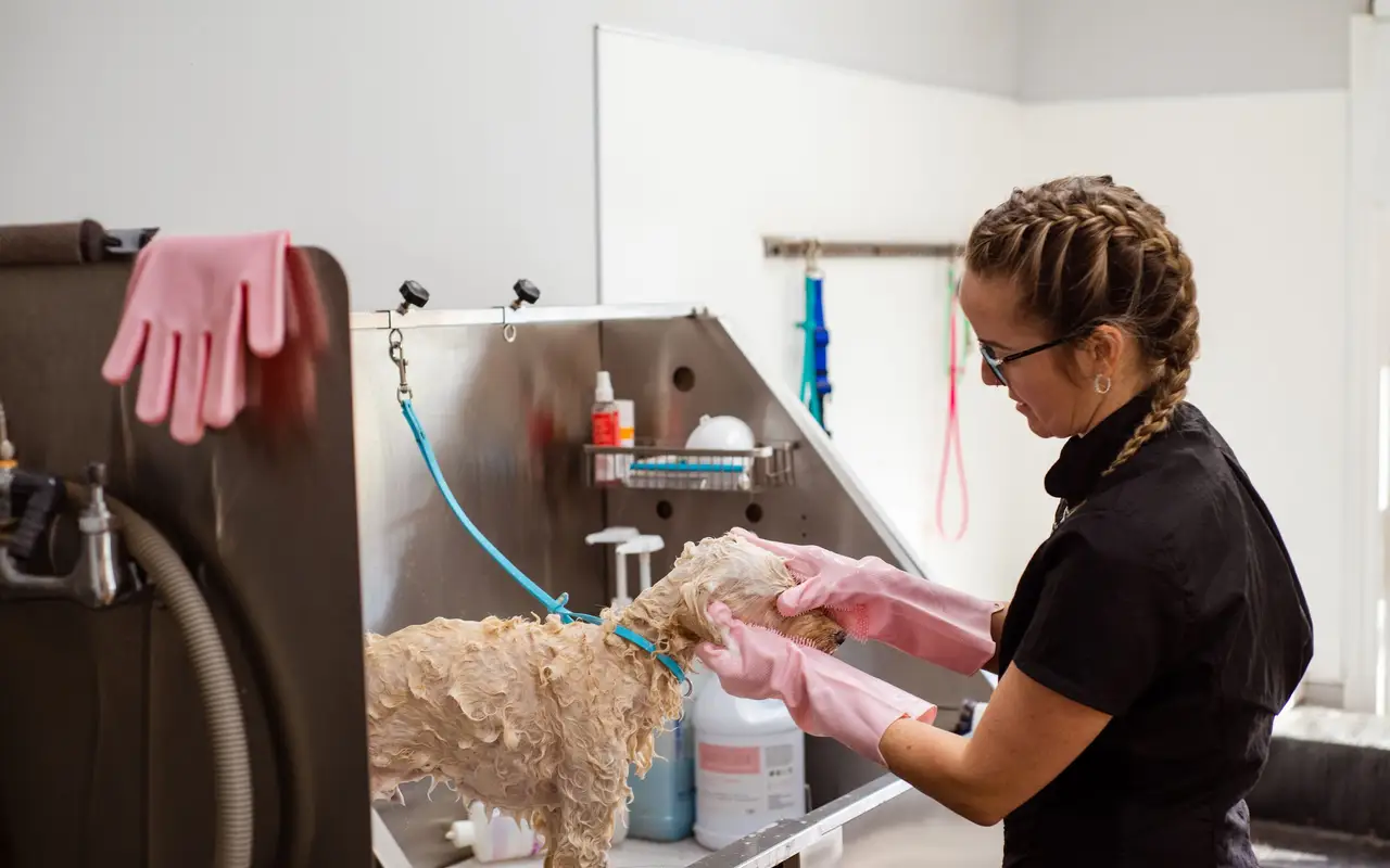 Groomer washing a dog in a raised steel tub at the salon