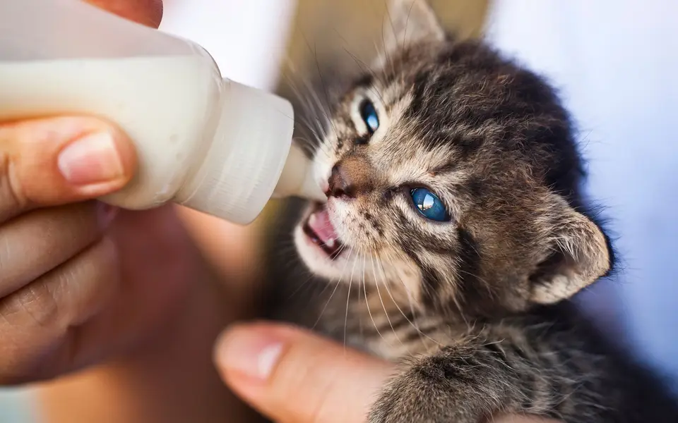 A person feeding a tiny kitten from a bottle